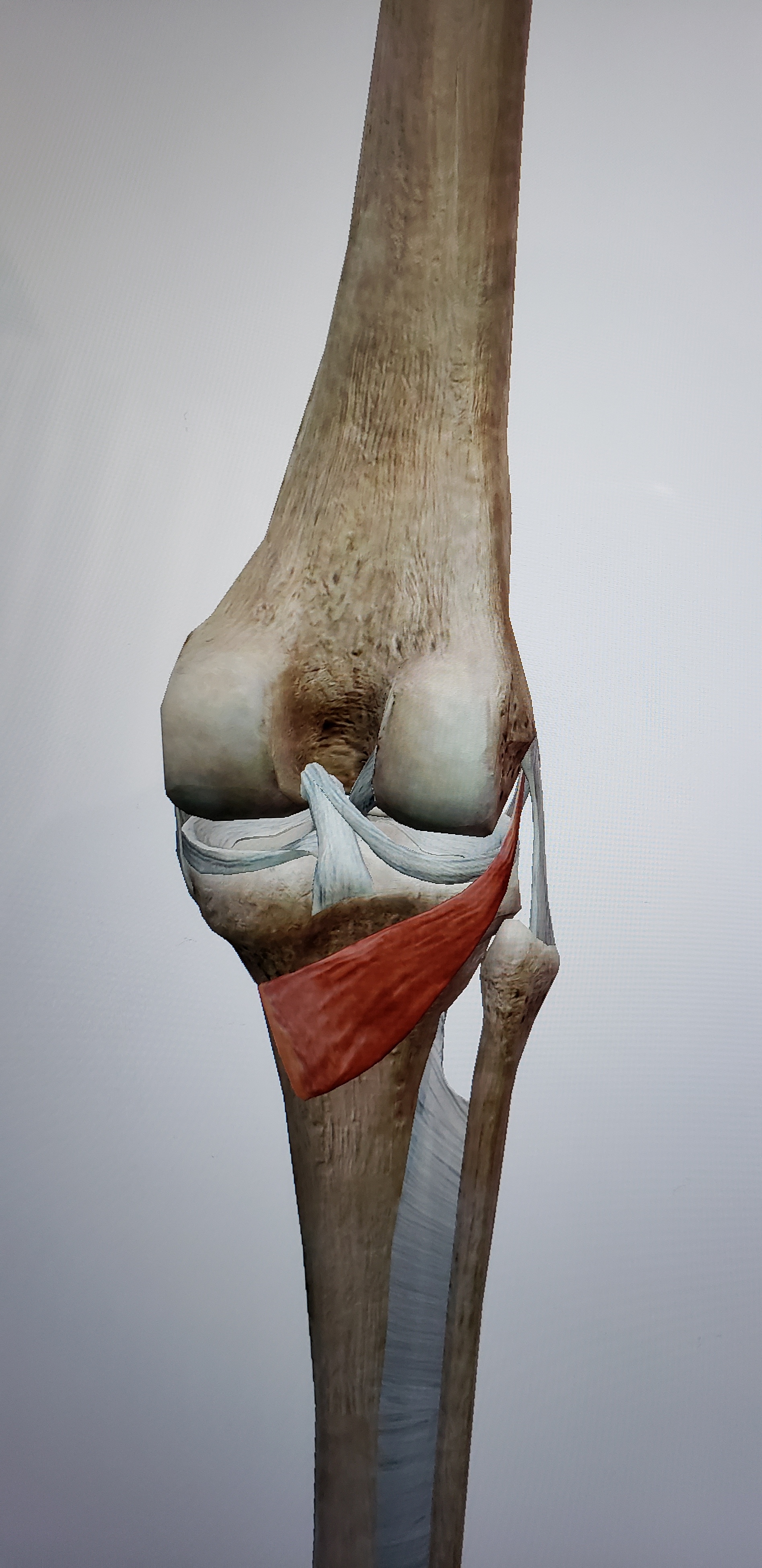 膝の後ろ側の痛み 整体 綱島 日吉 綱島で 根本改善 を目指す治療なら 整体院ペインクリニカルラボ